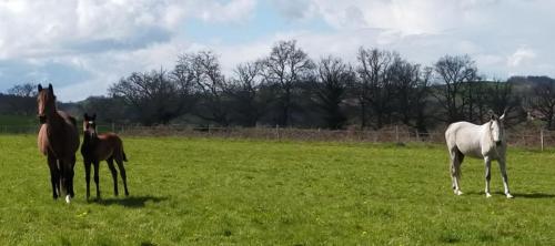 2023-04-13-Montaiguet06