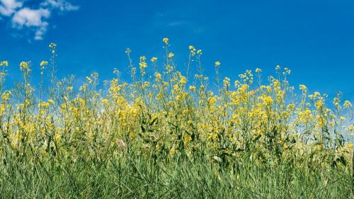 2023-05-04-StPriest08