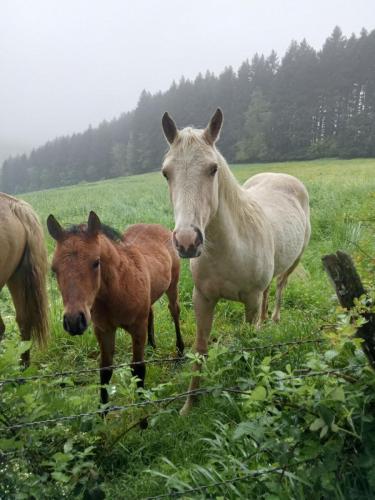 2023-05-16-Ferrieres22