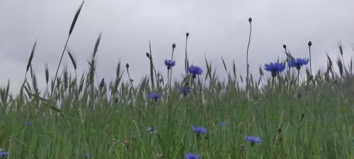 2023-05-23-Montaiguet17