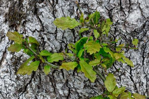 2023-05-25-Lachaux10