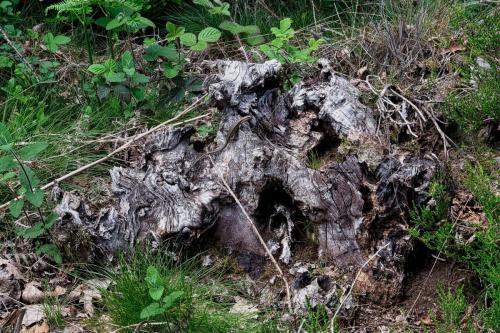 2023-05-25-Lachaux15