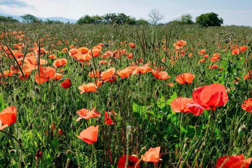 2023-06-01-StDenisC01