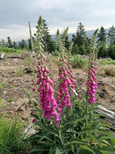 2023-06-12-StPriestLP09