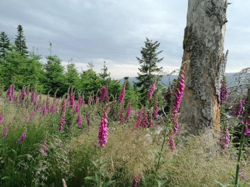 2023-06-12-StPriestLP10