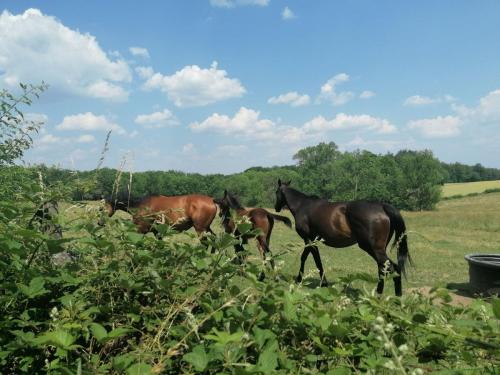 2023-06-15-Ebreuil12