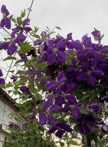 2023-06-23-StGermainF04