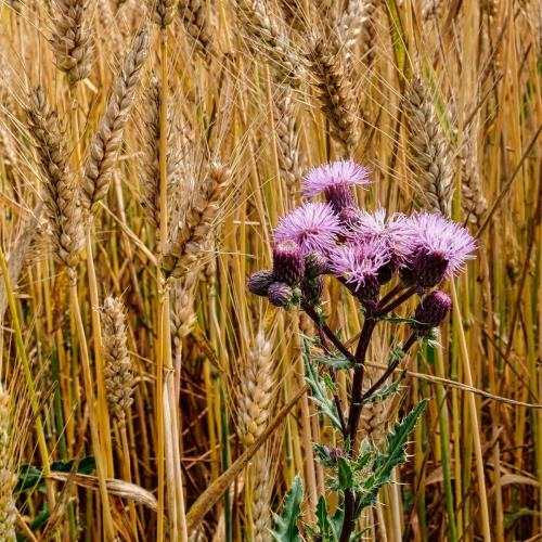 2023-06-27-Brugheas15