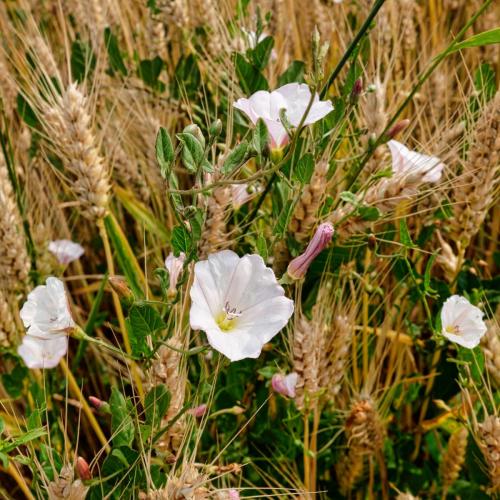 2023-06-27-Brugheas16