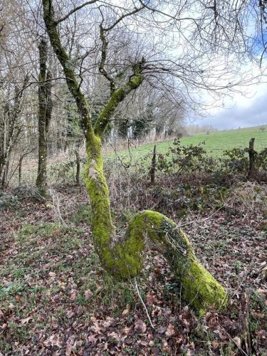 2024-02-20-Nizerolles02