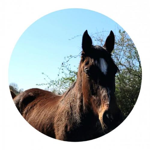 2024-03-21-StSylvestre21