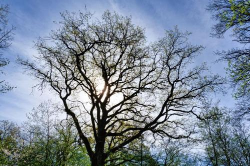 2024-04-11-Fleuriel10