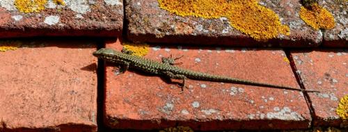 2024-04-11-Fleuriel13