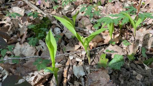 2024-04-11-Fleuriel27