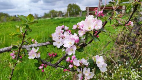 2024-04-16-Nizerollet16