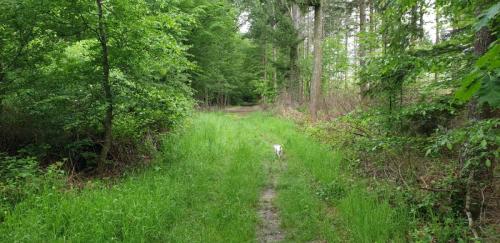 2024-05-21-StDidier01