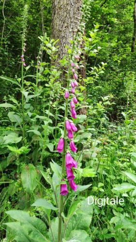 2024-05-23-LeVernet06