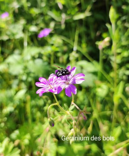 2024-06-04-Begues09
