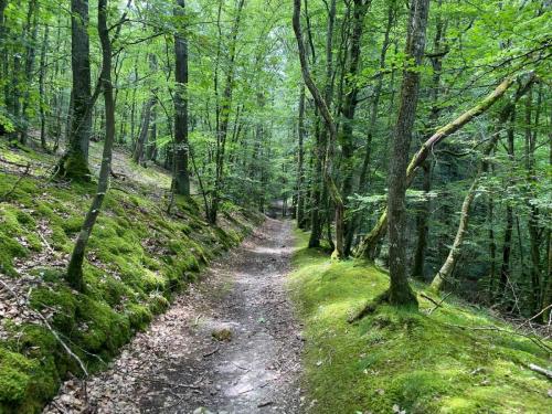 2024-07-16-Bellenaves09