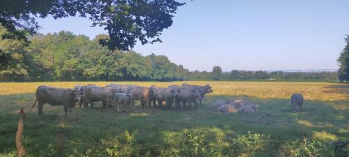 2024-07-29-St-Remy05