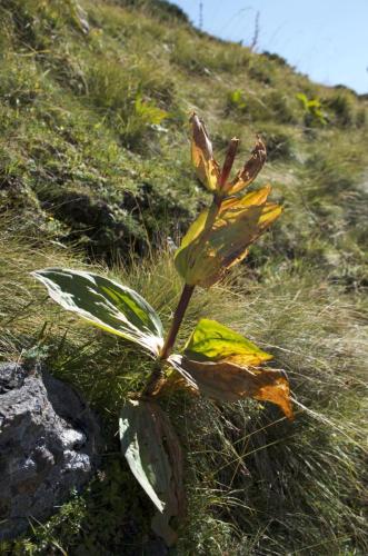 2024-08-27-Sancy05