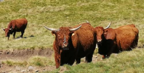 2024-08-27-Sancy09