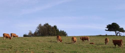 2024-10-15-Lachaux13