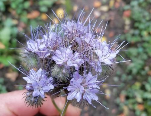 2024-11-19-Fleuriel18