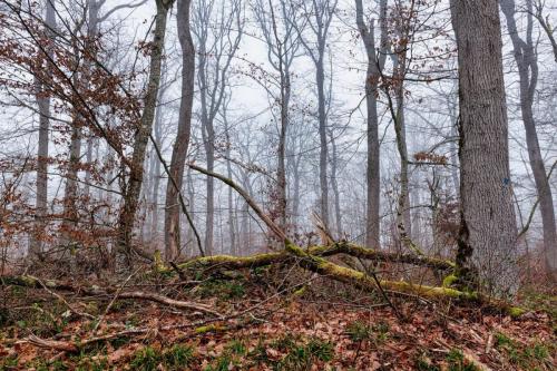 2025-02-03-StDidier14