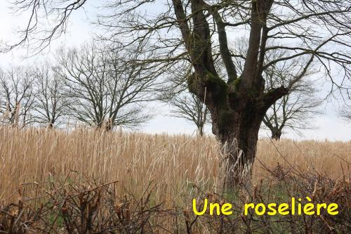 2025-03-13-Fleuriel08