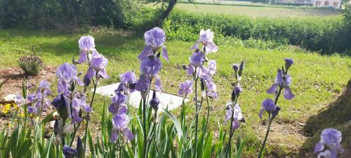 2025-05-19-Abrest06