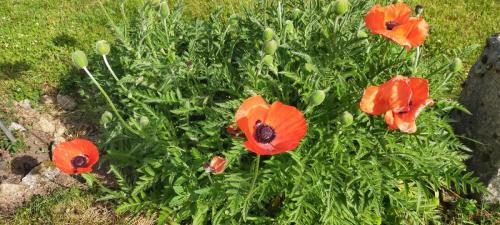 2025-05-20-StClementC07