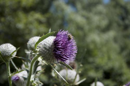 2025-08-07-PuydeDome08