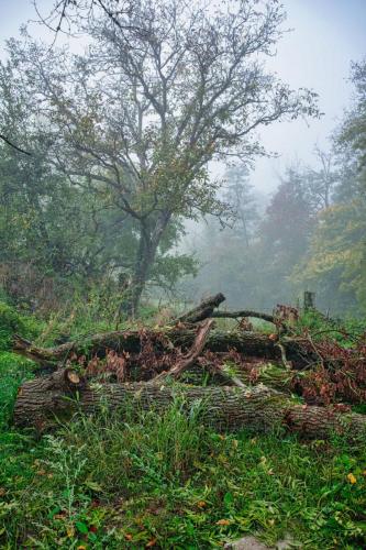 2025-10-16-Brugheas14