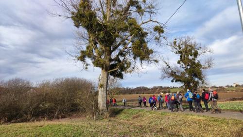 2026-01-13-Brugheas17