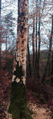 2026-02-03-Chatelperron16