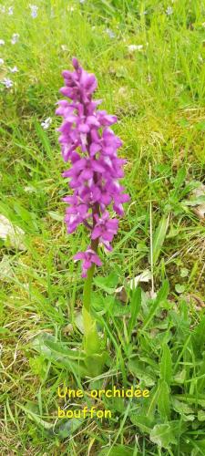 2026-04-28-ChatelMontagne13