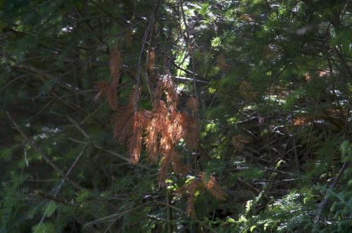 2026-05-21-Arfeuilles05