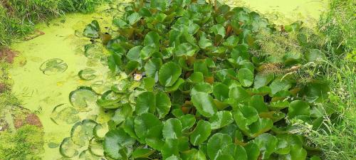 2026-06-04-Arfeuilles07