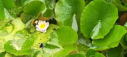 2026-06-04-Arfeuilles09