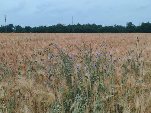 2026-06-04-Loriges02