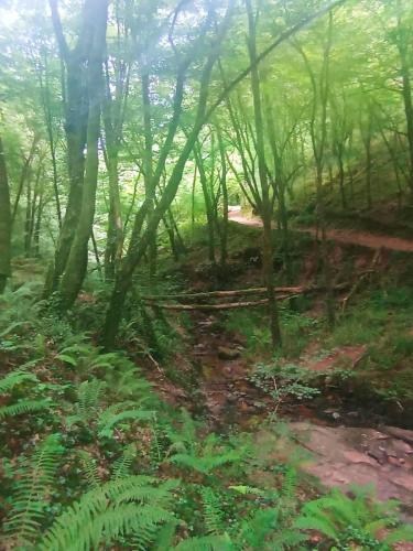 2026-06-11-Correze-Collonges03