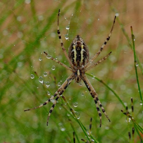 2026-07-27-LeVernet09